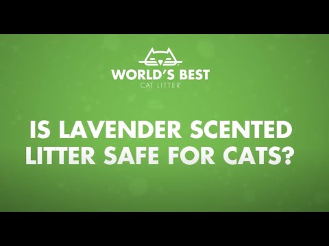 Is Lavender-Scented Litter Safe for Cats?