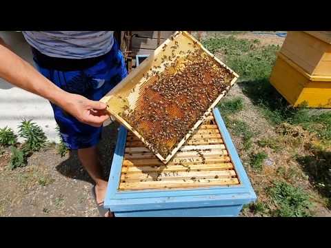 КАК ПОДСАДИТЬ  ПЛОДНУЮ МАТКУ  - где пчелосемья после роевого.