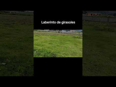 Laberinto de girasoles Salcedo Cotopaxi Ecuador #girasoles #tierra #campo #laberinto