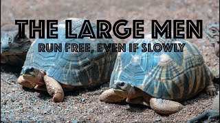 The Large Men - Run Free, Even If Slowly - Full Concert