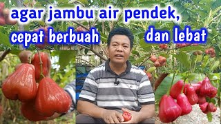 Download lagu 7 Ways to Make Short Water Guava Fruit Hard and Thick mp3 Download lagu 7 Ways to Make Short Water Guava Fruit Hard and Thick mp3