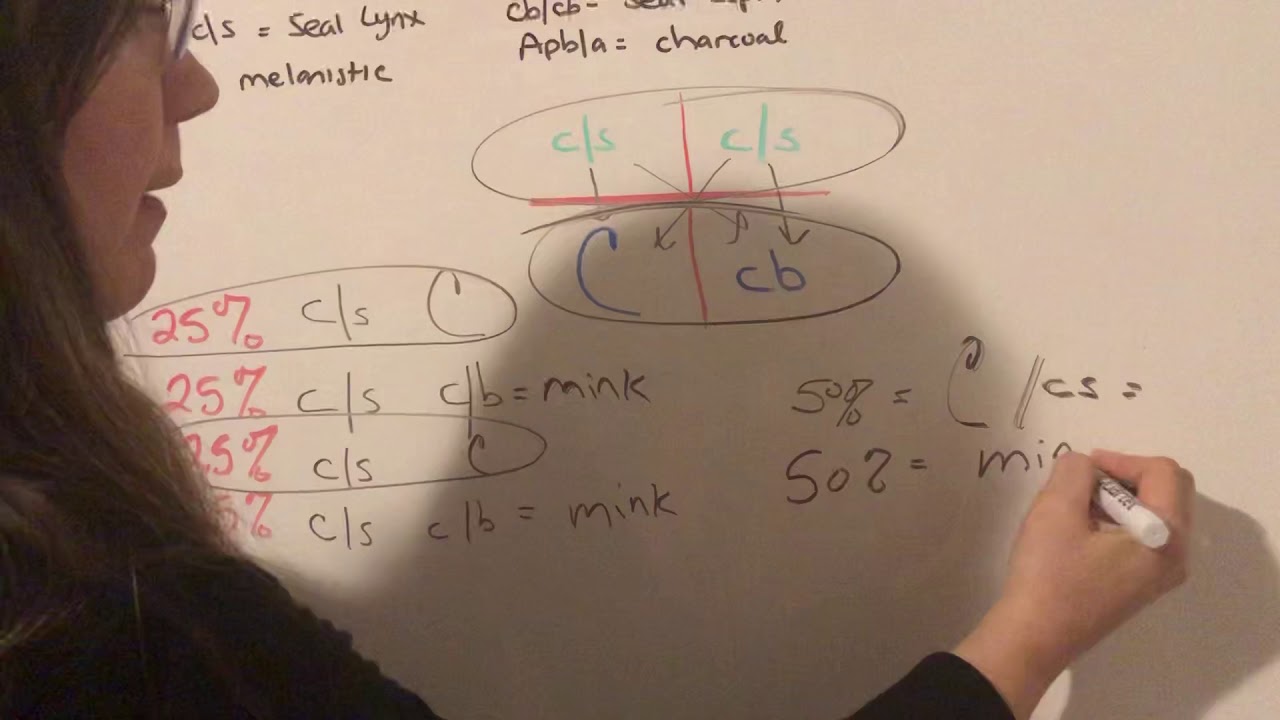 BENGAL COAT COLOR HOW WE DETERMINE THE OF