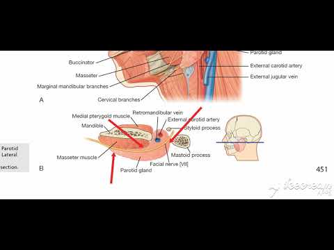 Parotid gland relations 6