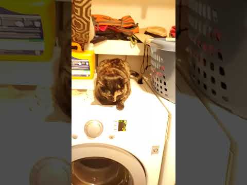 KEESHA OFF THE WASHERRR