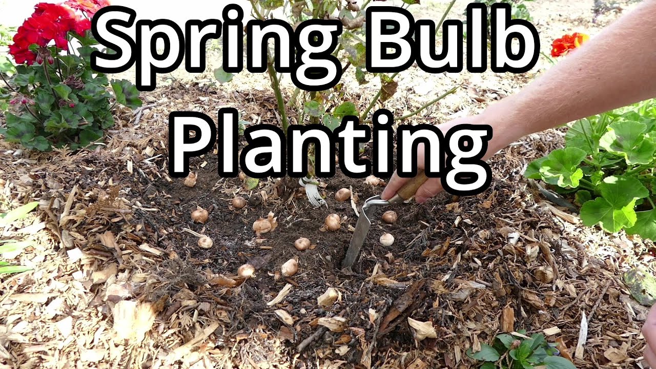 Planting Crocus And Fritillaria Bulbs (With Spring Update And Time Lapse)