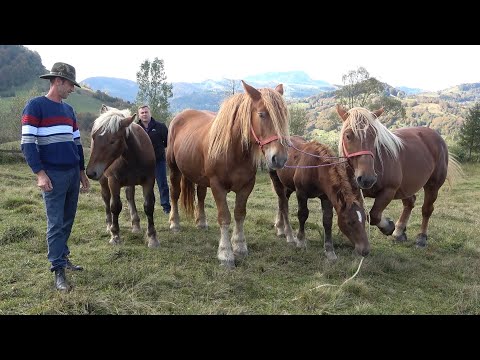 Caii lui Nicusor de la Abrud, Alba - 2020 Nou!!!