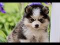 Pomsky dogs for sale: Malcom - Video 1