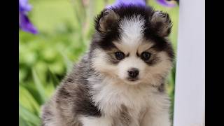 Video preview image #1 Pomsky Puppy For Sale in NEW HOLLAND, PA, USA