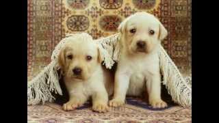 CHER - LOVE SO HIGH (DOGS AND CATS)