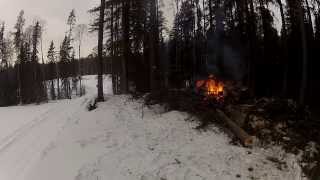 Timber Falling. 2014 Mountain Pine Beetle Fall and Burn Season