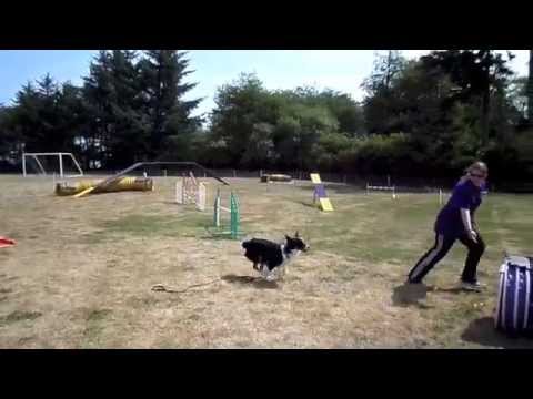 Ajax Rainier Agility Team agility demo - 8/16/14
