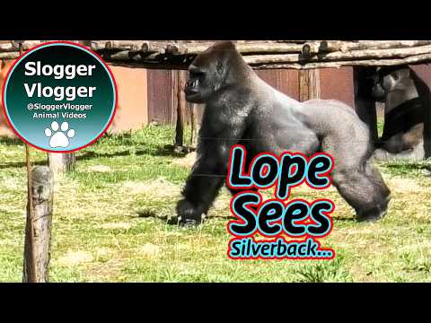 Action in the Gorilla Enclosure: Lope & Dishi