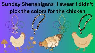 Sunday Shenanigans - a Chicken and upcoming #magicalmal