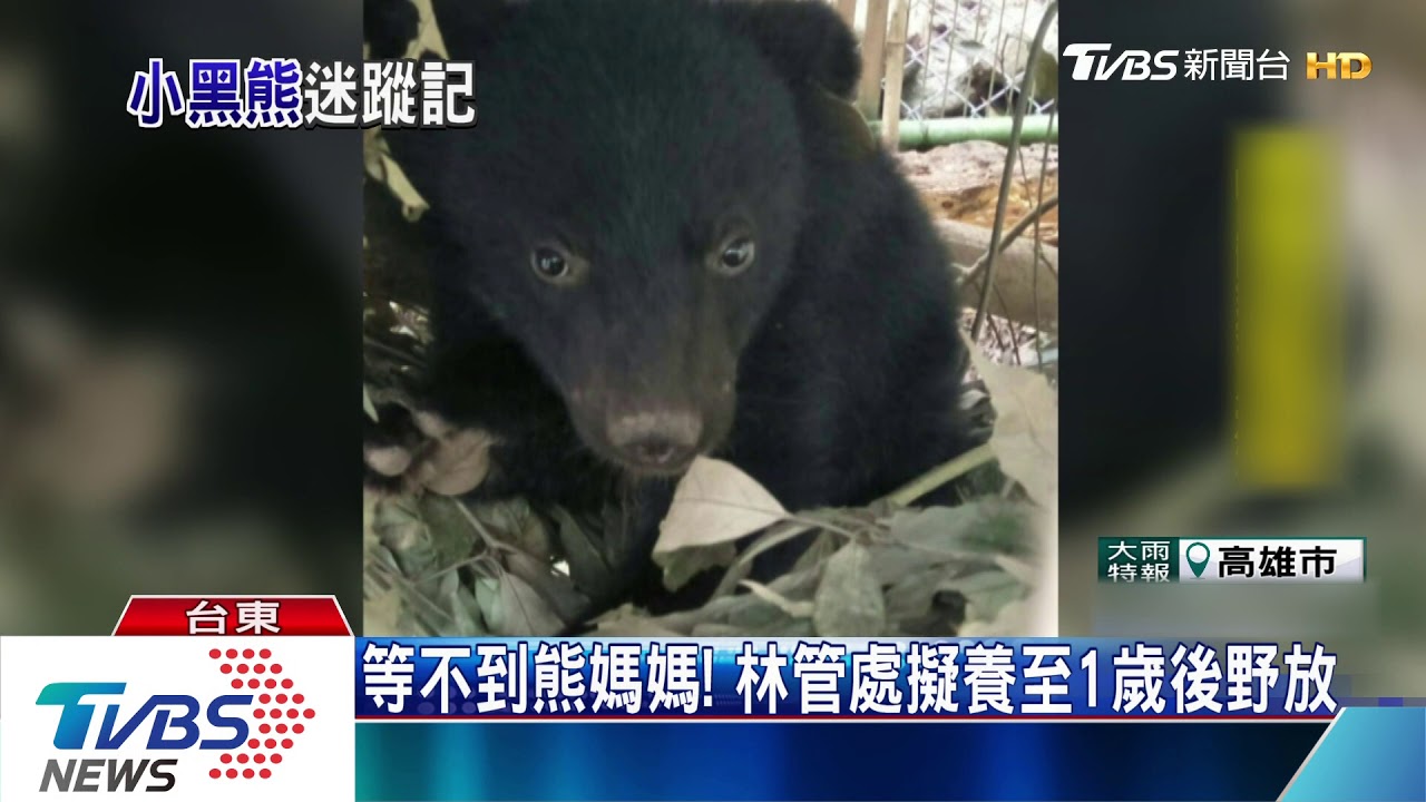 廣原小熊長大了! 布農族耆老命名「姆拉斯」