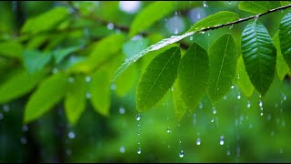 아침명상음악 🌿 머리가 맑아지는 자연의 소리 | 활기찬 하루를 시작하는 힐링음악