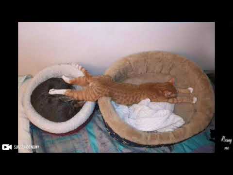 Hilarious examples of cat logic