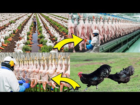 Rabbit Farming & Black Chicken: Sustainable Superfoods for the Future of Global Nutrition