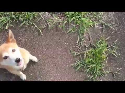 上手な犬のしつけ方　をご提示いたします イメージ1