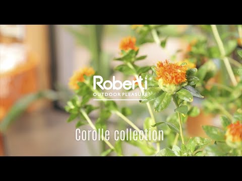 Corolle Collection