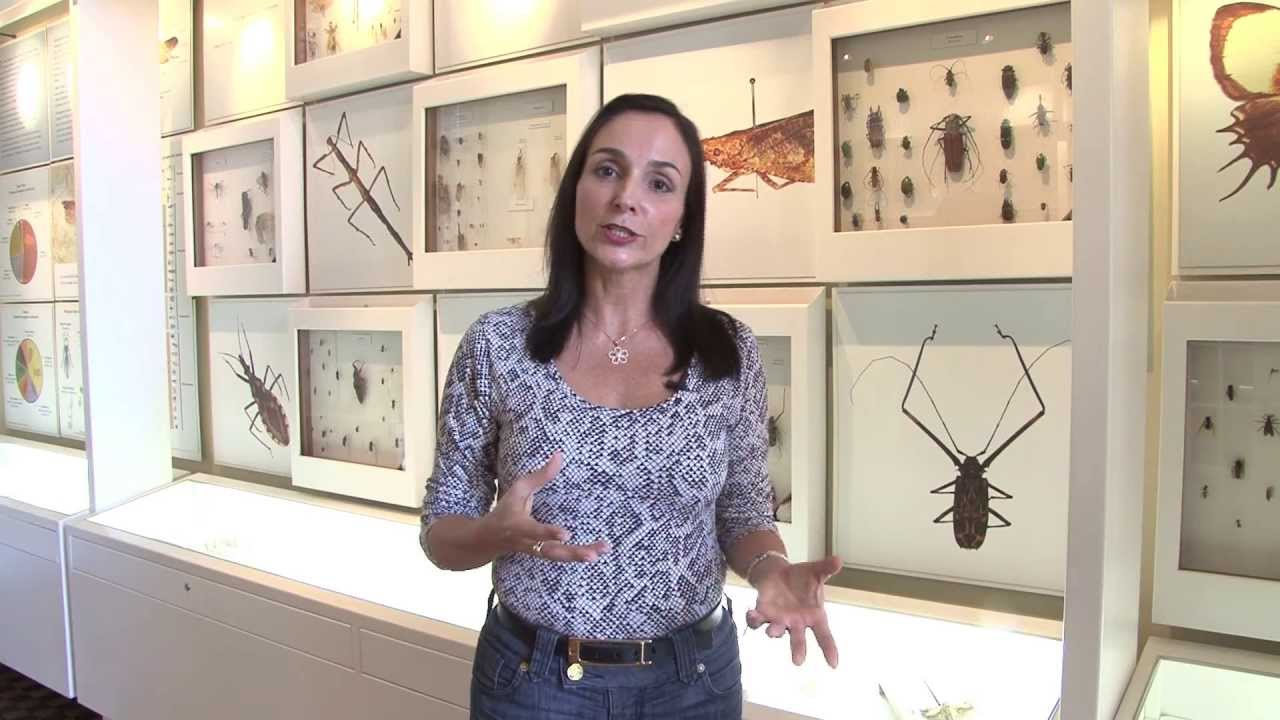 Coleção Entomológica do Instituto Oswaldo Cruz (IOC/Fiocruz)