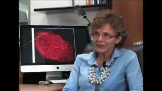 Le cellule staminali raccontate da Elena Cattaneo