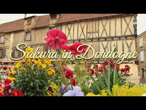 庭の鳥の見分け方は？フランスで一般的な 10 種以上の種の名前と写真  庭園