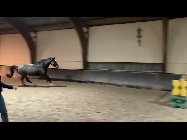 Castrone sBs Cavallo da Sport Belgio In vendita 2020 Baio