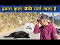 हमारा कुत्ता जैकी मरने वाला है Pahadi Lifestyle Vl