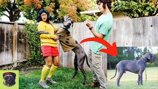 Blue Great Dane - Amazing Unknown Facts