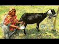 Village Goat Milking By Hand How To Milk A Goat By Hand Milking Goat By Woman Live Goat Milking