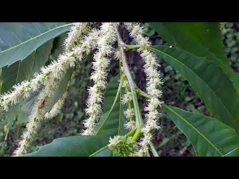 american chestnut blight resistant trees for sale american chestnut blight resistant trees for sale