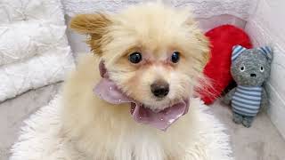 ハーフ犬の動画02