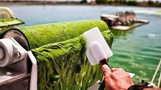 Download Lagu Modern Spirulina Farming Technology - Microalgae cultivation and harvest in a greenhouse Thumbnail