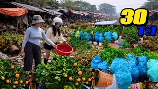 Download lagu Selling Cheap! Huge Discounts on the Afternoon of the 30th of Tet - The Tet Kumquat Market is Com... mp3