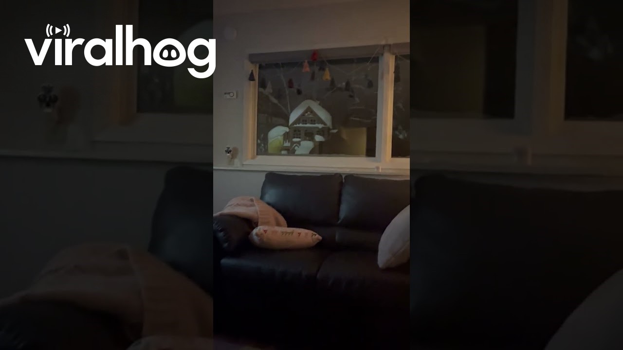 A Moose Started Laying Next to My Window || ViralHog