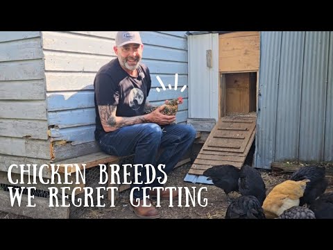 Chicken breeds we regret adding to our flock