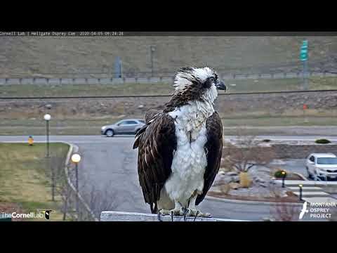 Iris returns to Hellgate, 4/5/20 - Hellgate osprey nest