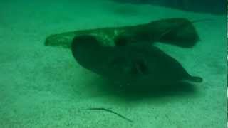 preview picture of video 'Snorkeling w/ stingrays & sharks. Ft Walton Beach 2012@Gulfarium'