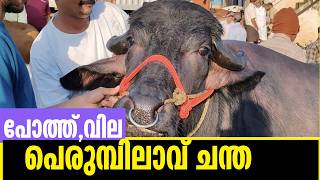 3ലക്ഷത്തിന്റെ പോത്ത് /ഇത്ര ചീപ്പ് വില /CATTLE MARKET VLOG