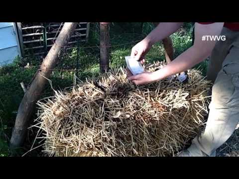 Straw bale Gardening Prep to Plant to Harvest -Straight to the Point