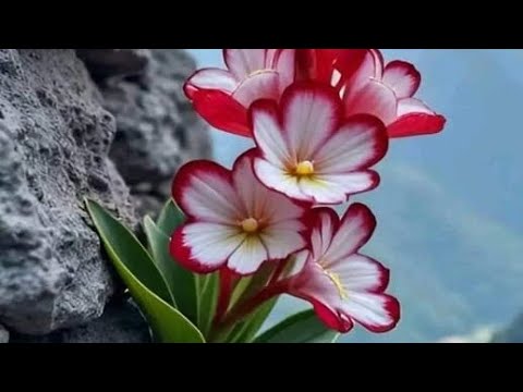 Cele mai frumoase flori. @ramonaluca1985