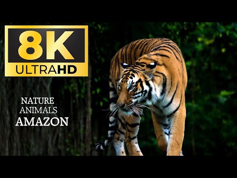 Animals of the Amazon Rainforest in 8K ULTRA HD | Relaxing Jungle Sounds &Wildlife Documentary
