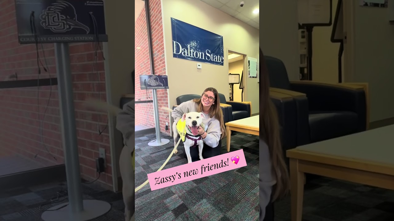 Enlarge Zassy, a Adoptable mixed breed in Ellijay, GA video 2/2