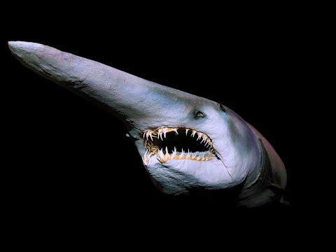 真っ暗な深海に棲む不気味なサメ10選