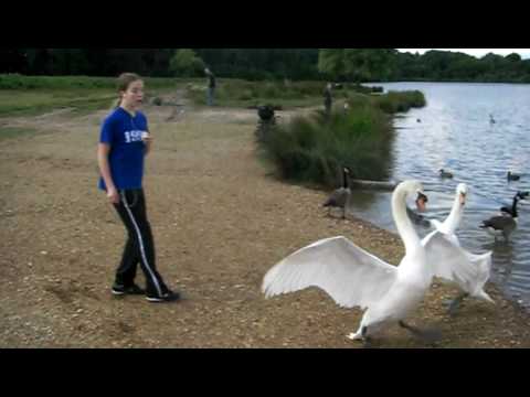 Jennifer kämpft mit dem Schwan
