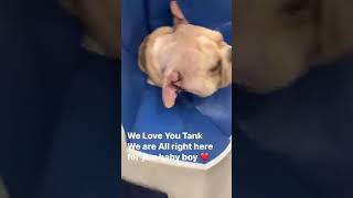 We love you sweet Tank.