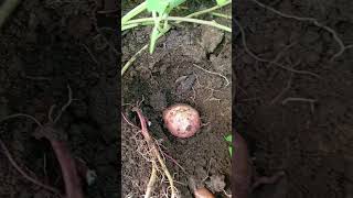 Download lagu #buhayprobinsya #shorts mp3