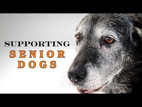 Understanding Senior Dogs: How to Support Their Golden Years