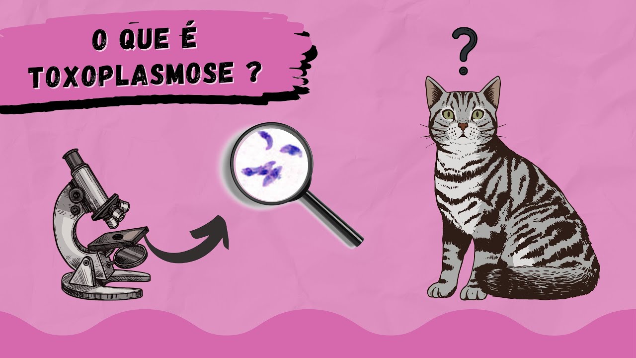 O que é Toxoplasmose?