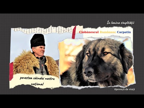 Din pasiune pentru Ciobănescul Românesc Carpatin
